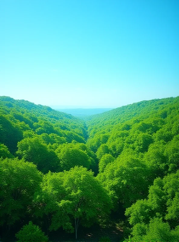 Panoramic view of a green forest with clear blue sky