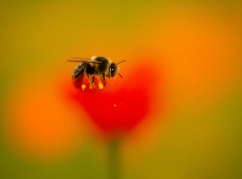 A bumblebee flying among poppies in a field.