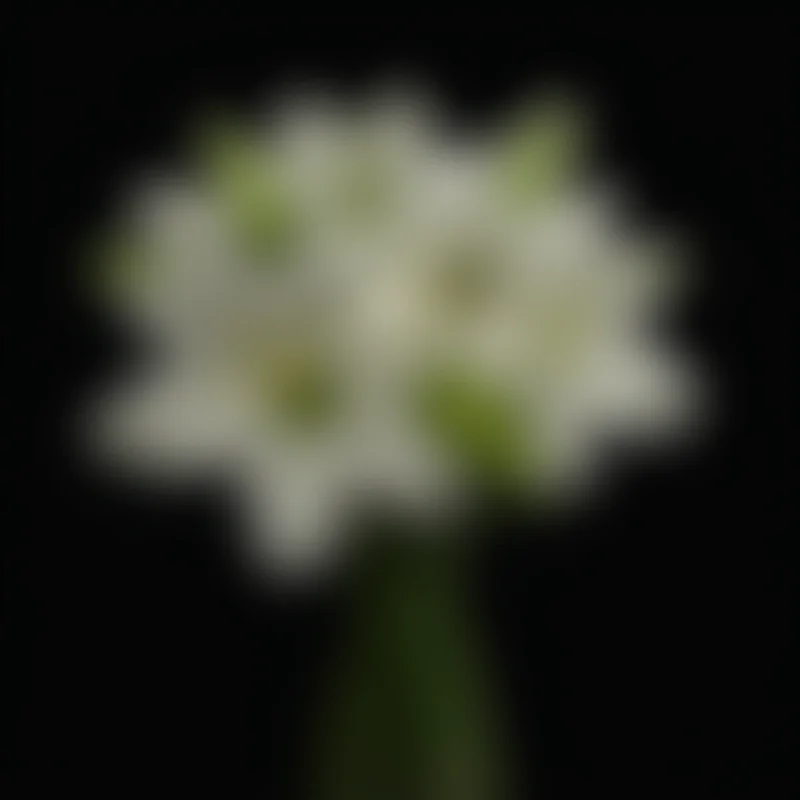 A solemn bouquet of white flowers.