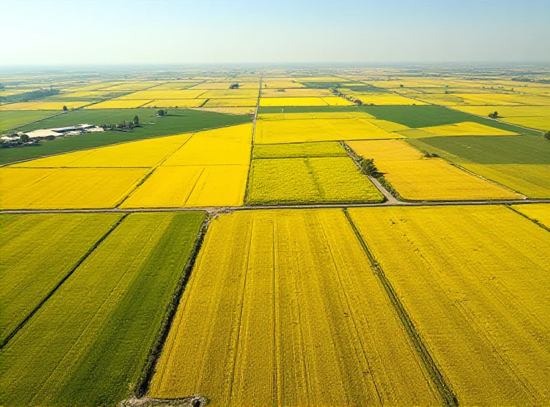 Aerial view of agricultural fields in Bushehr Province, Iran, showcasing diverse crops and irrigation systems under a clear sky.