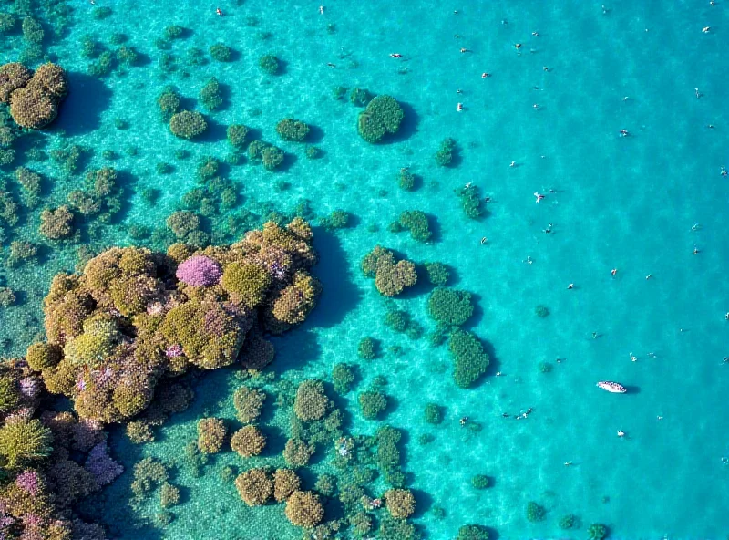 Aerial view of a vibrant coral reef with diverse marine life.