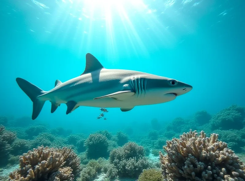 Blacktip reef shark swimming in clear blue water near coral reefs in French Polynesia.