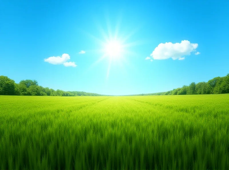 A sunny field in Poland with a few clouds in the background