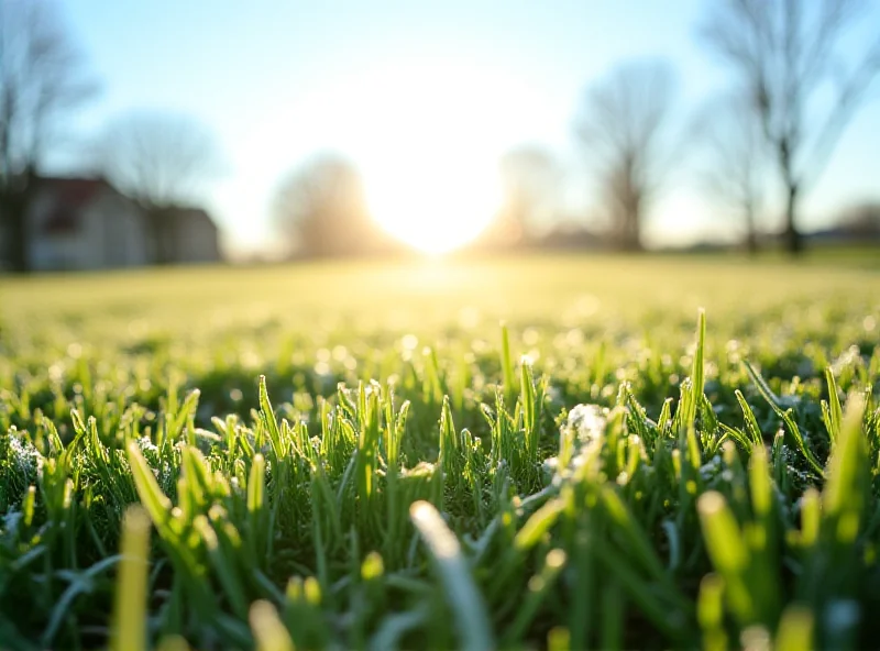 A sunny spring day in Poland, with green grass and blooming flowers, but with a hint of frost in the background.