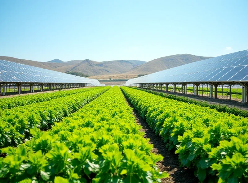 Rows of solar panels over farmland, with crops growing underneath.