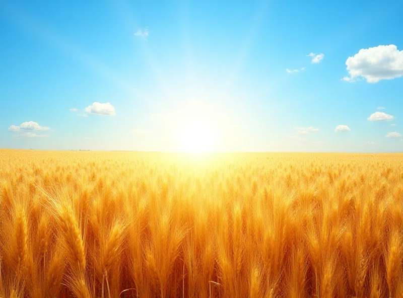 A field of golden wheat ready for harvest under a blue sky