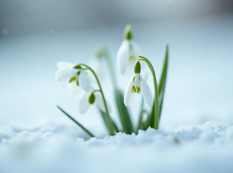 Close up image of snowdrop flowers poking through snow