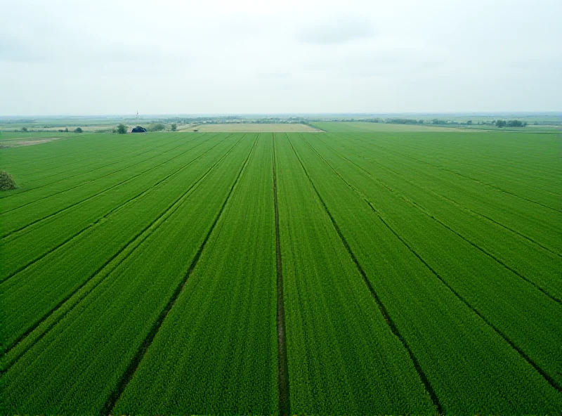 Aerial view of a vast soybean field in the American Midwest, under a cloudy sky, symbolizing the agricultural heartland.