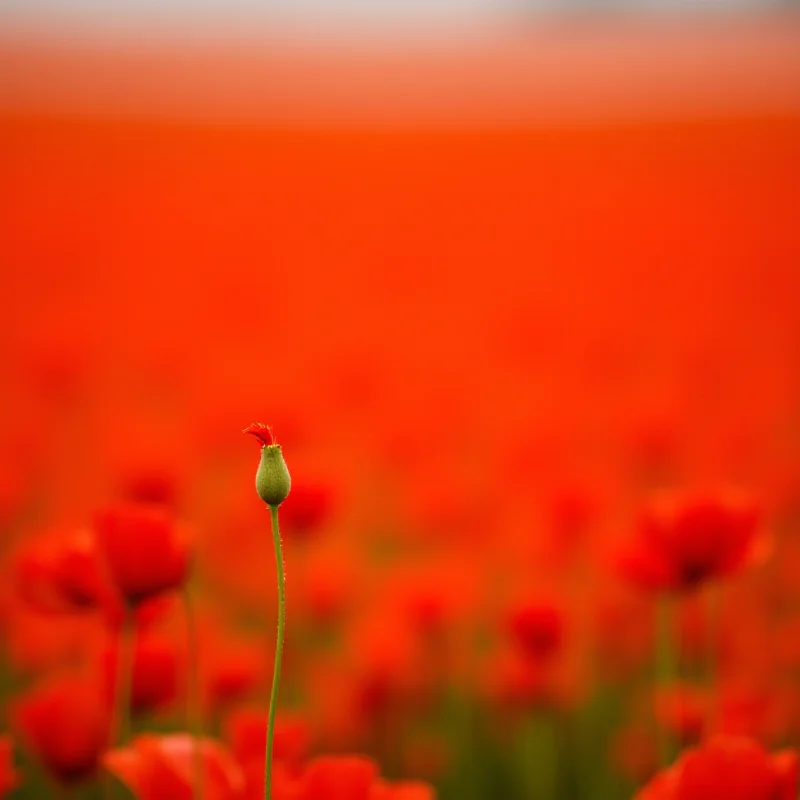 A close-up of thousands of red poppies displayed on a hillside, creating a sea of red.